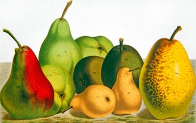 Five Varieties of Pear by French School
