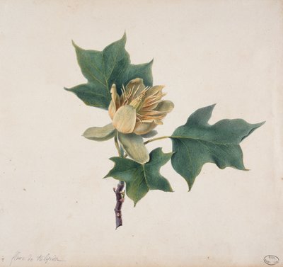 Flower of a Tulip Tree by French School