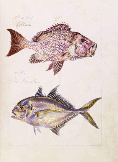 Gollah etc, c.1850 by French School