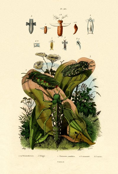 Grasshoppers by French School