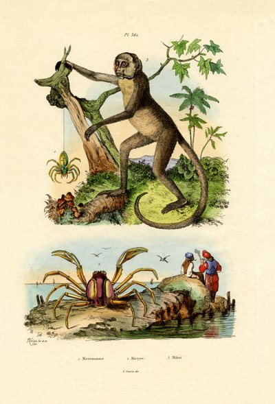 Green Huntsman Spider by French School