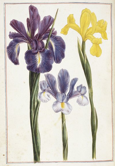Irises, 18th century by French School