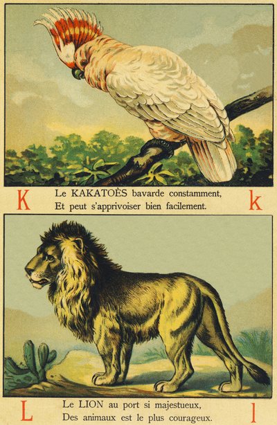 K as Cockatoos and L as Lion by French School