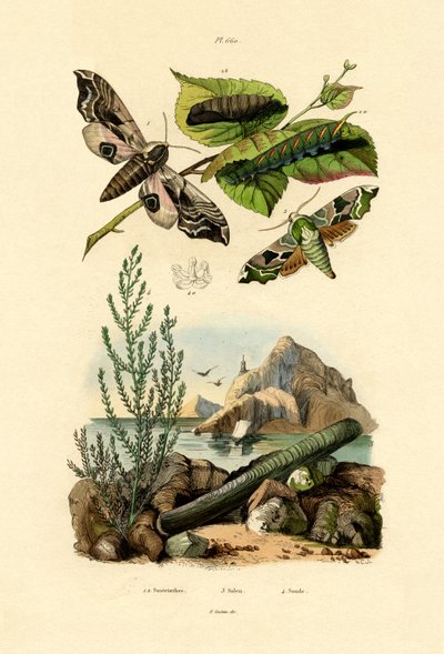 Lime Hawkmoth by French School
