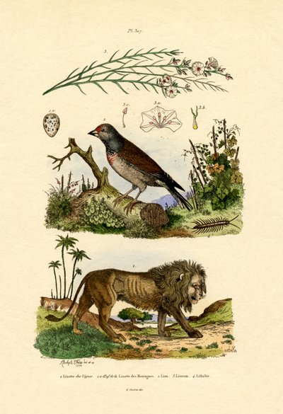 Linnet by French School