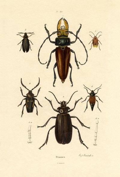 Long-horned Beetles by French School