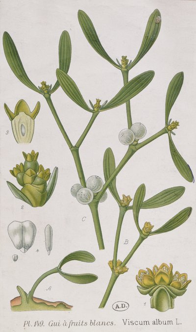 Mistletoe by French School