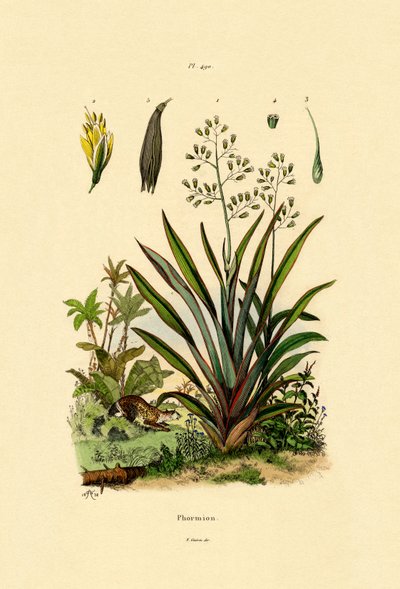 New Zealand Flax by French School