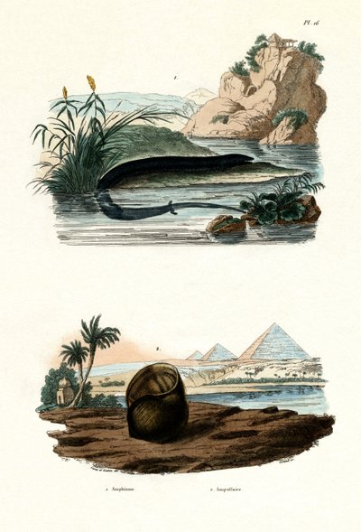 One-toed Amphiuma, 1833-39 by French School