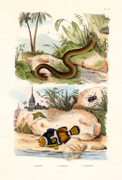 Orange Clownfish, 1833-39 by French School