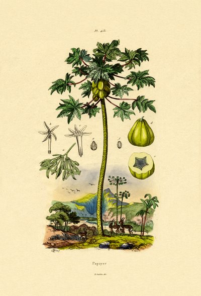 Papaya by French School