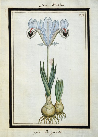 Persian Iris by French School