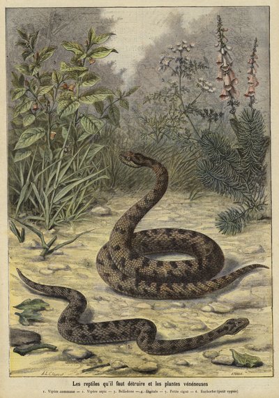 Poisonous snakes and plants by French School