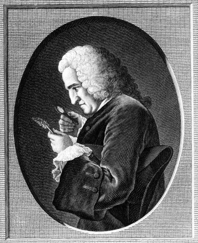 Portrait of Bernard de Jussieu by French School