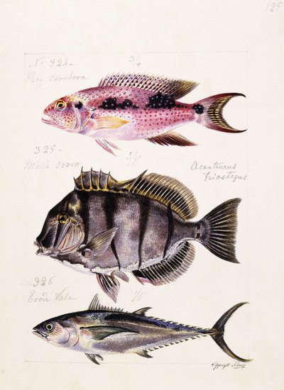 Rey tambova etc, c.1850 by French School