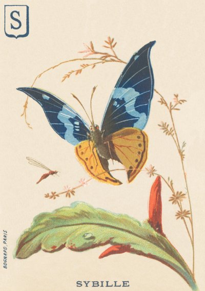 Sybil by French School