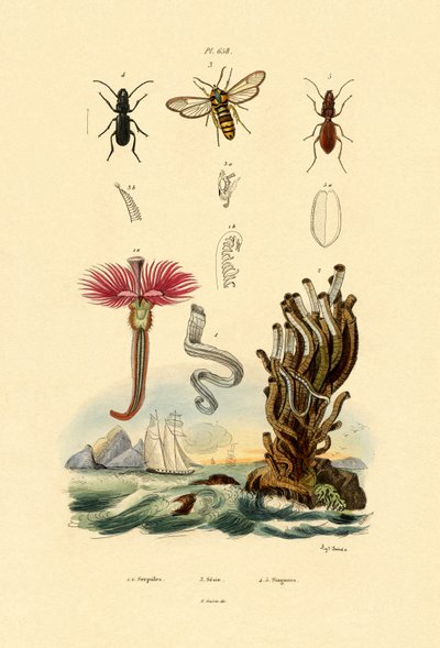 Serpulids by French School