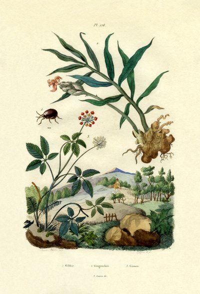 Shiny Spider Beetle, 1833-39 by French School