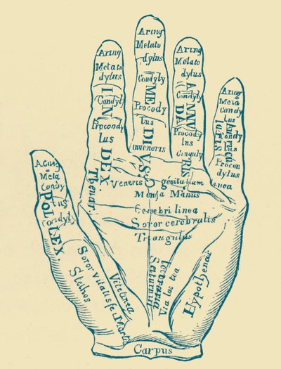 Specimen of the Left Hand by French School
