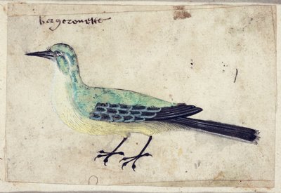 Study of a Bird, c.1620 by French School