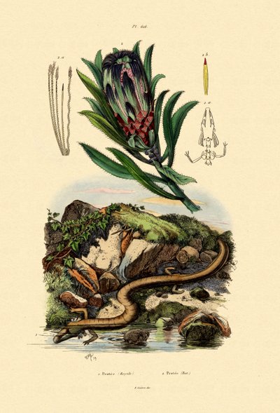 Sugarbush by French School