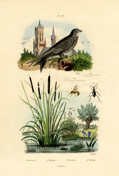 Swift by French School