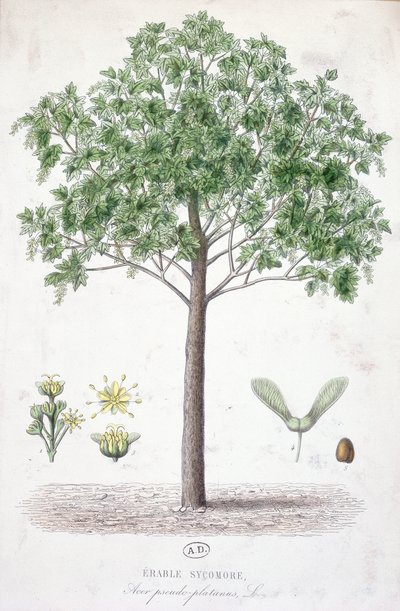 Sycamore Maple by French School