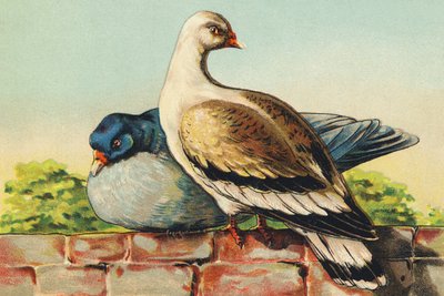 T as Turtledoves by French School