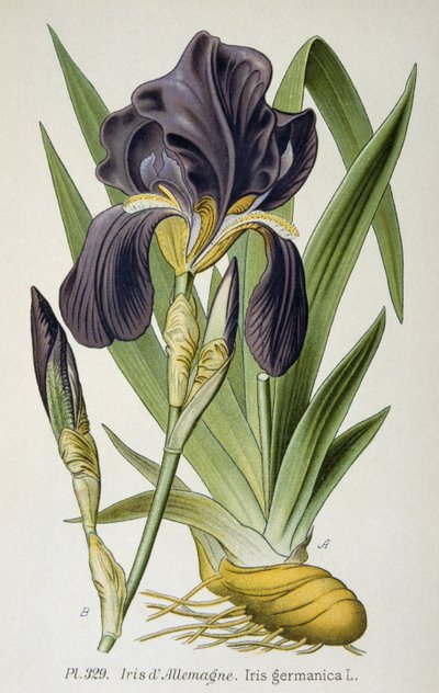 The German Iris Flower by French School