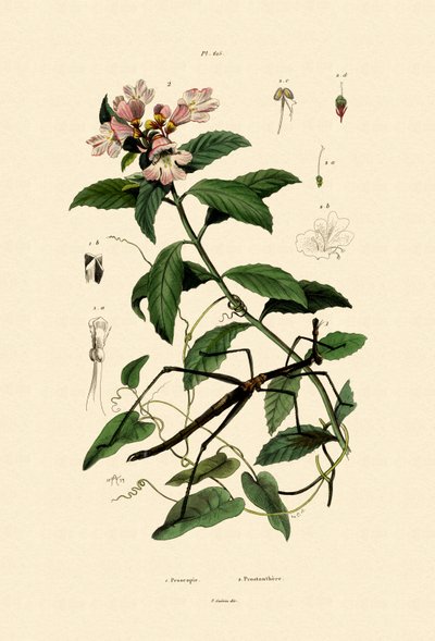 Walking Stick Insect by French School