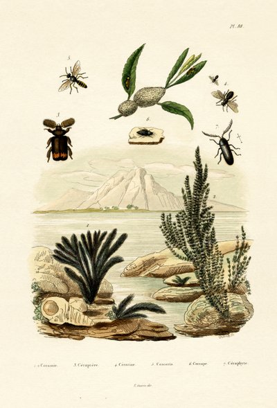 Wasp by French School