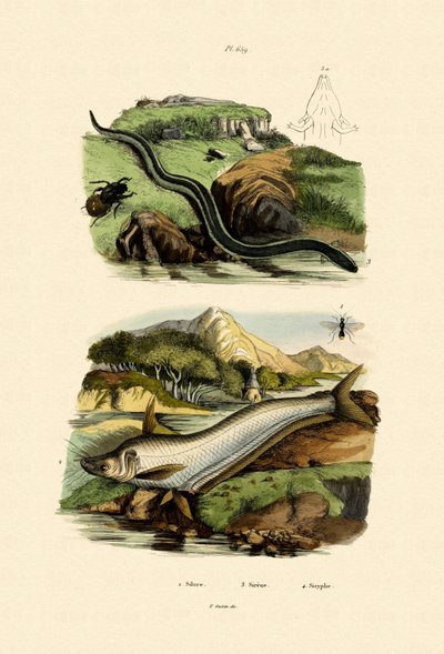 Wels Catfish by French School
