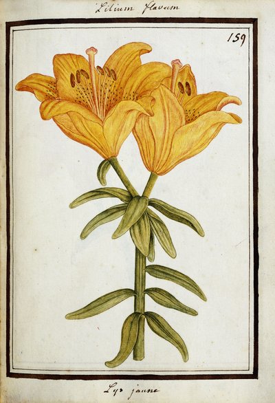 Yellow Lily, c.1700 by French School