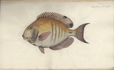 Chaetodon Chirurgus by Friedrich August Kruger