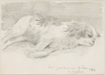 Dog Studies by Friedrich August von Kaulbach