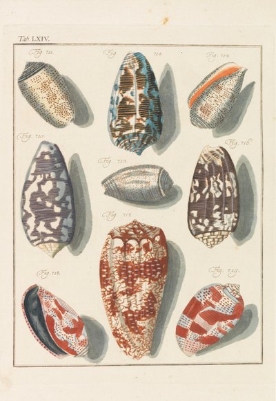 New Systematic Conchylien-Cabinet by Friedrich Heinrich Wilhelm Martini