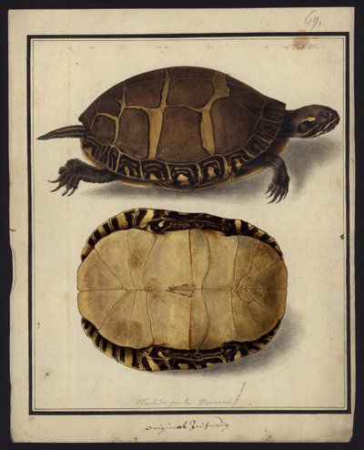 Chrysemys Picta by Friedrich Wilhelm Wunder