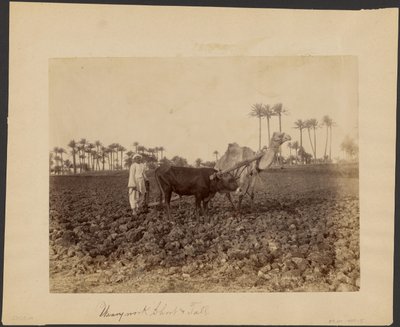 Camel Ploughman by G. Lekegian