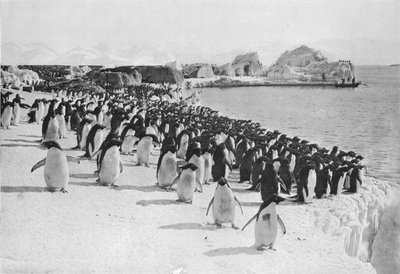 Penguins Promenade, c1911, 1913 by G. Murray Levick