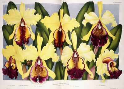 Varieties of the Orchid Cattleya, 1885-1903 by G. Putzys