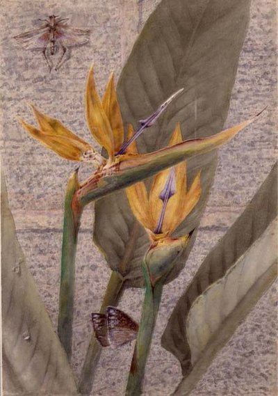 A Strelizia Lily by General John Chamberlayne