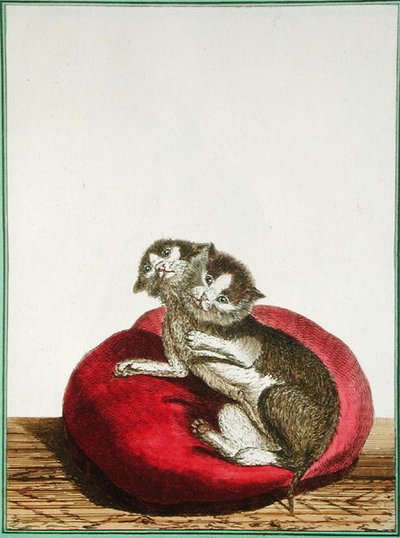Two-headed Cat by Genevieve Regnault de Nangis
