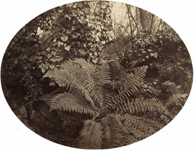 Winter Fronds of the Prickly Fern by Geoffrey Bevington