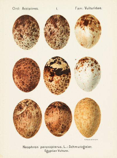 Oologia Universalis Palearctica by Georg Albert Julius Krause