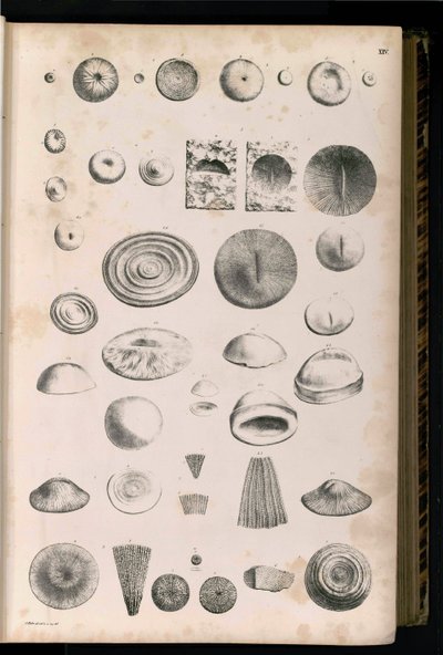 Plate 014 by Georg August Goldfuß