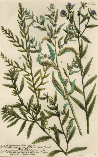 Gromwell varieties, Lithospermum species by Georg Dionysius (after) Ehret