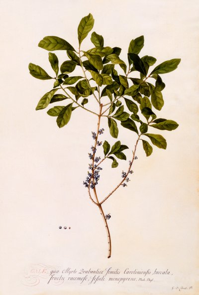 Bayberry or Myrtle by "Georg Dionysius Ehret
