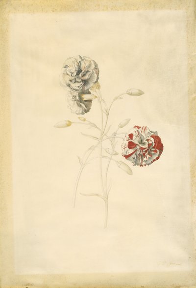 Carnations by Georg Dionysius Ehret