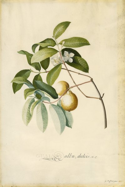 Guava by Georg Dionysius Ehret