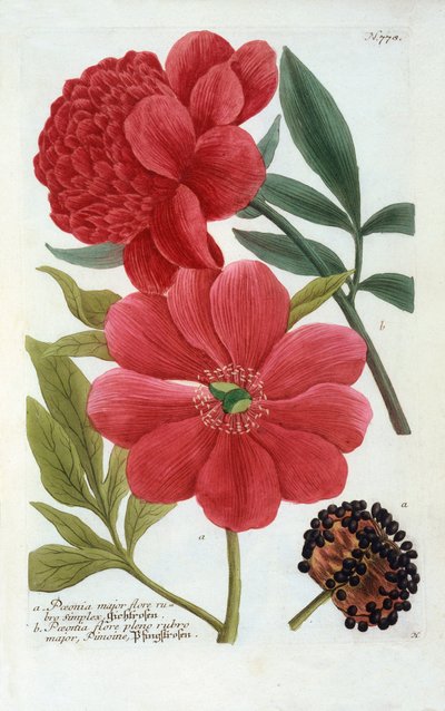 Paeonia, hand coloured engraving by "Georg Dionysius Ehret